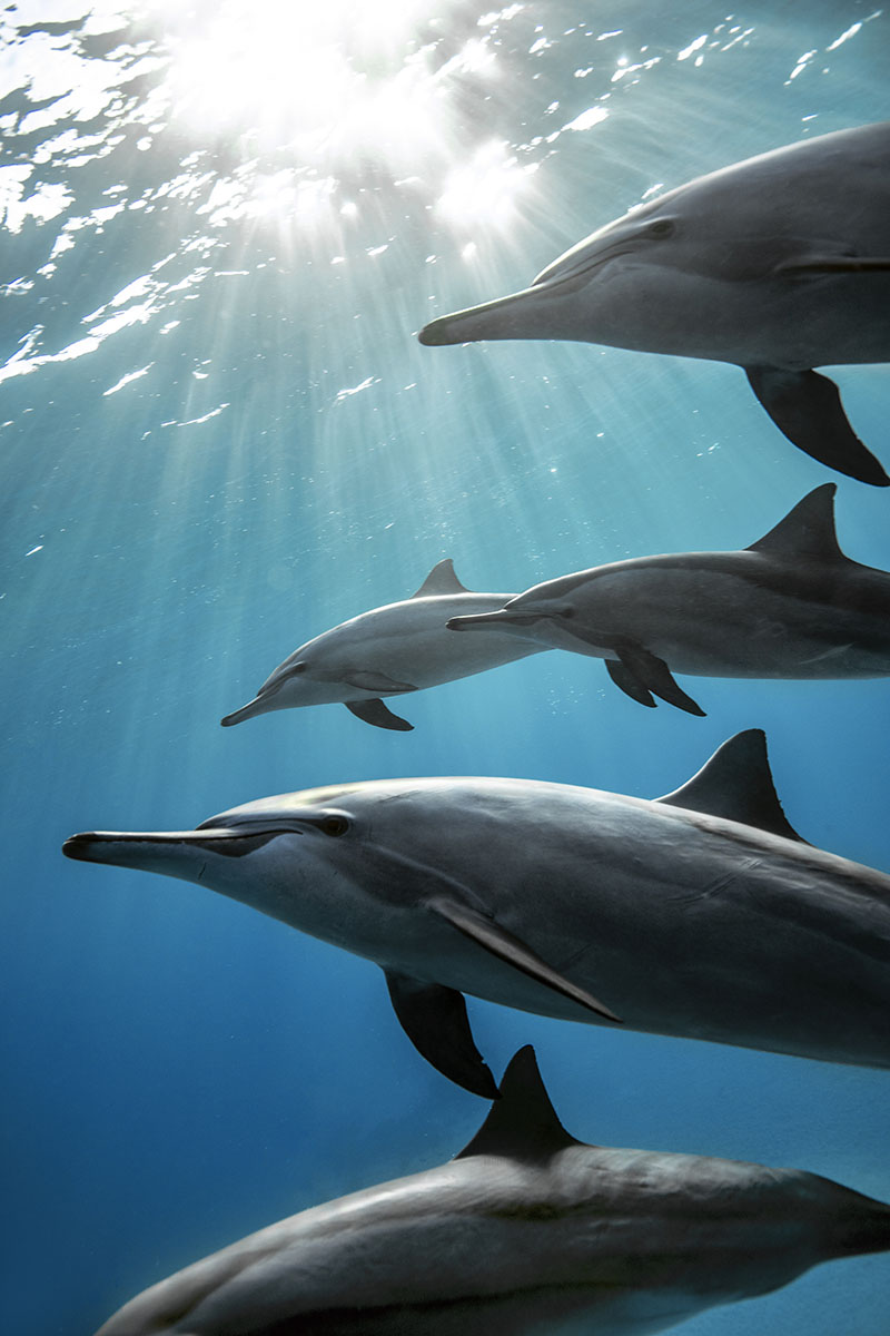 A group of dolphins swim through bright warm rays of sunlight