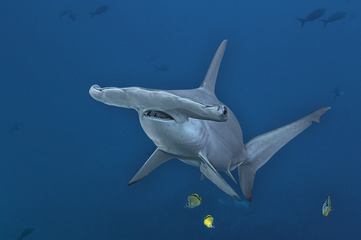 A large hammerhead shark glides through the water, its mouth slightly open