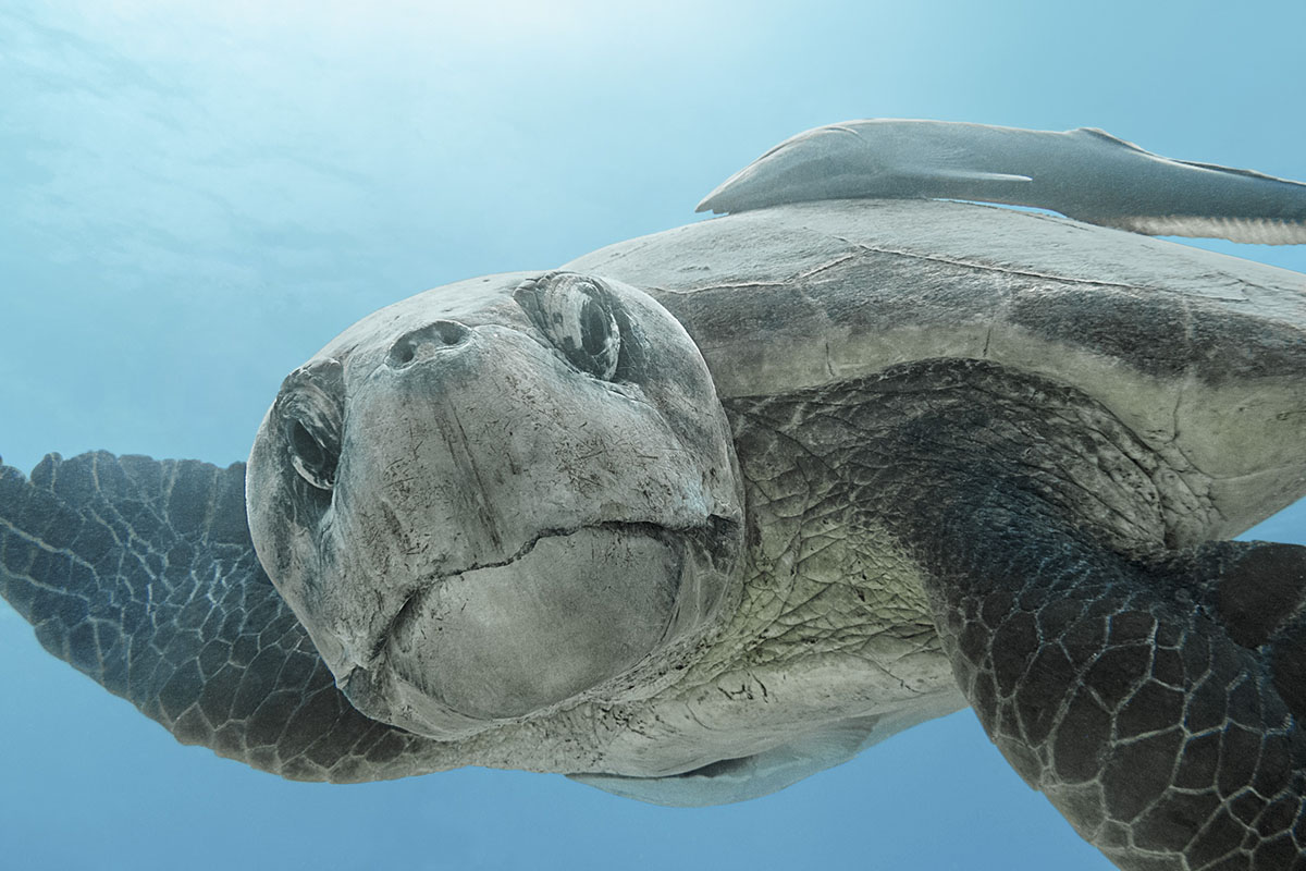 A large sea turtle stares at the camera.