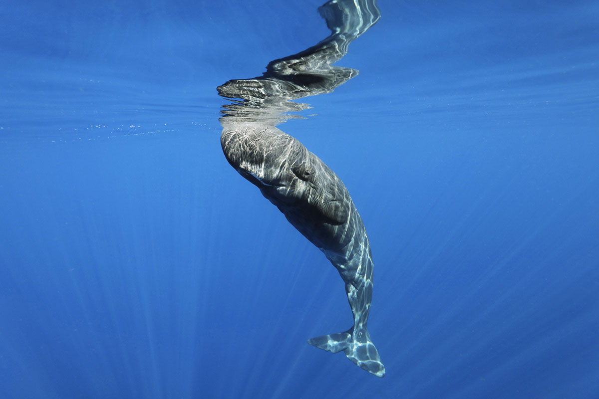 A young whale floats near the surface of the ocean